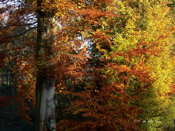 Chant d'automne 2012 (4)